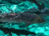 Atlantic Sapphire Main