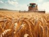 Expansive wheat field during harvest, a tractor working under a clear sky with golden grains swaying
