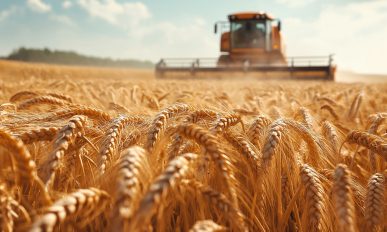 Expansive wheat field during harvest, a tractor working under a clear sky with golden grains swaying