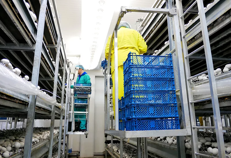 Worker gathering new champignons harvest on a mushroom farm.