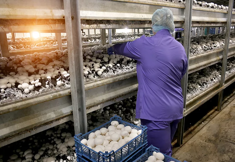 the harvest of mushrooms. growing mushrooms in the factory