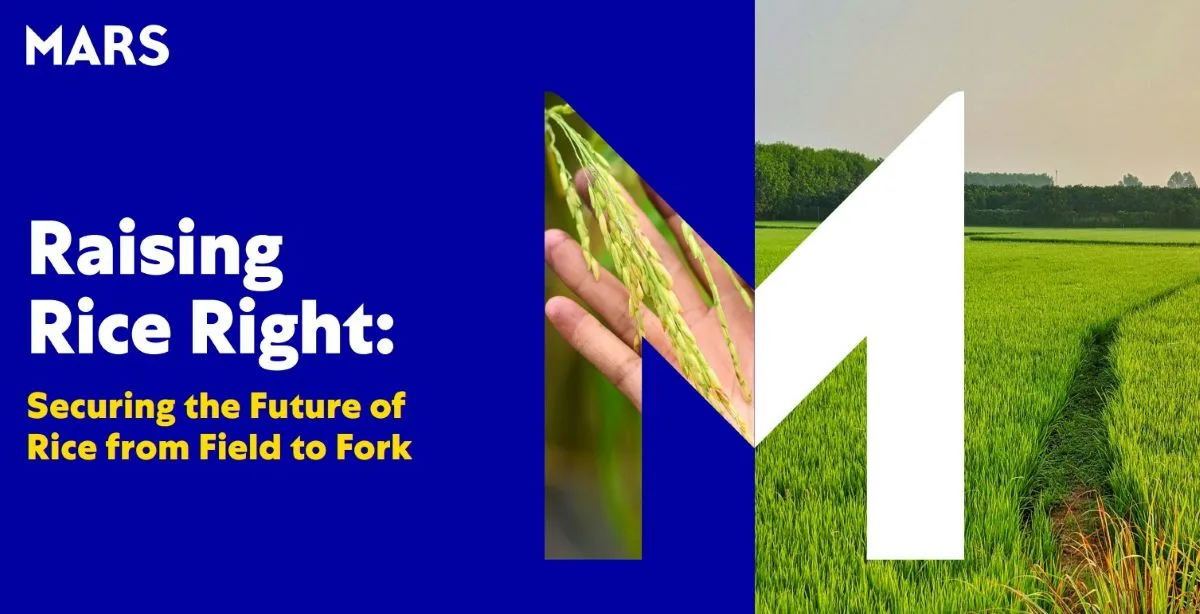 Mars Report Warns Climate and Generational Shift Threaten Global Rice Farming