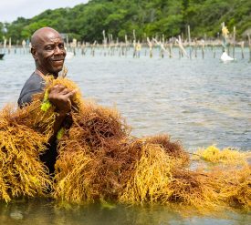 Export Saint Lucia