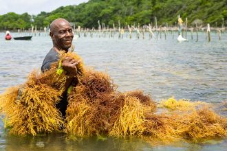 Export Saint Lucia