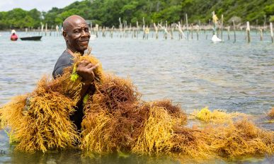 Export Saint Lucia