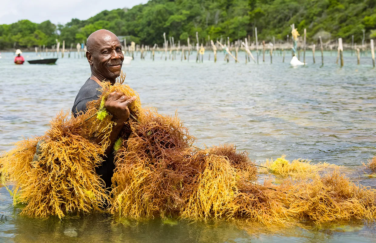 Export Saint Lucia