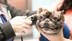 veterinary practice partners